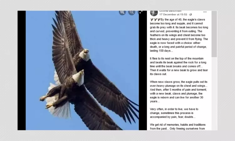 Bald Eagles Do Not Extend Their Lifespan By Regenerating Beak And Talons