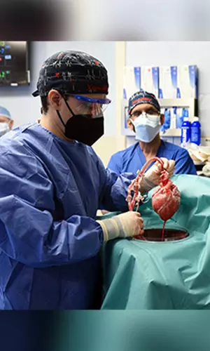 In A First, US Doctors Transplant Gene-Edited Pig Heart To A Human