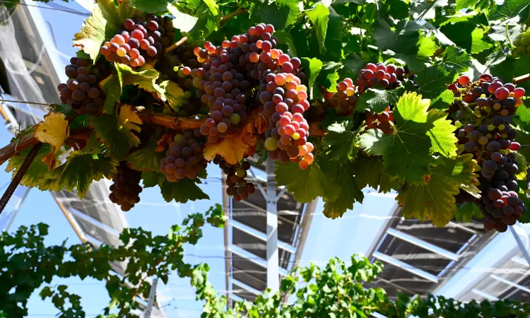 Consuming Grape Seeds Cannot Cure Cancer, Experts Say