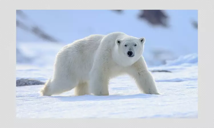 Population Of Polar Bears Rising? Viral Post Calls Climate Change Exaggerated