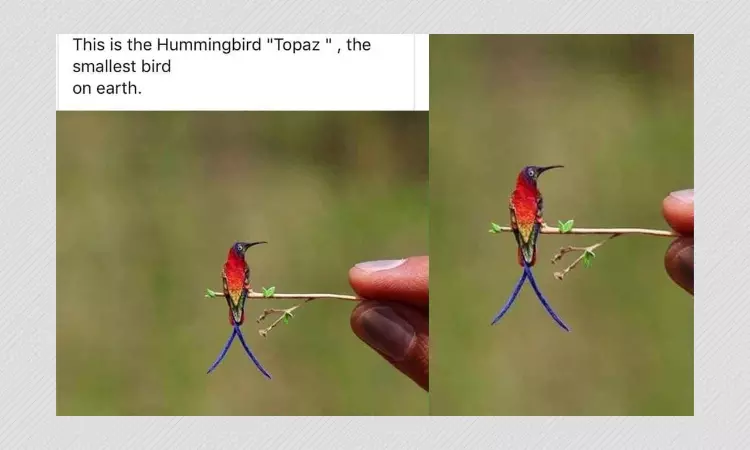 Photo Of Miniature Figure Viral As Topaz Hummingbird, Worlds Smallest Bird