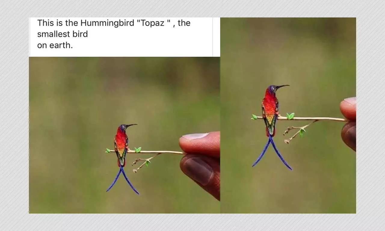 Photo Of Miniature Figure Viral As Topaz Hummingbird, World's Smallest Bird