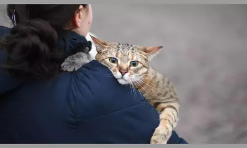No, Ukrainian Army Is Not Using Cats To Spot Russian Snipers
