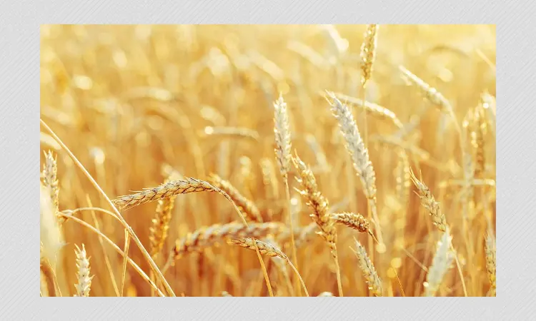 War In Ukraine Has Accelerated The Hike In Food Prices, Heres How