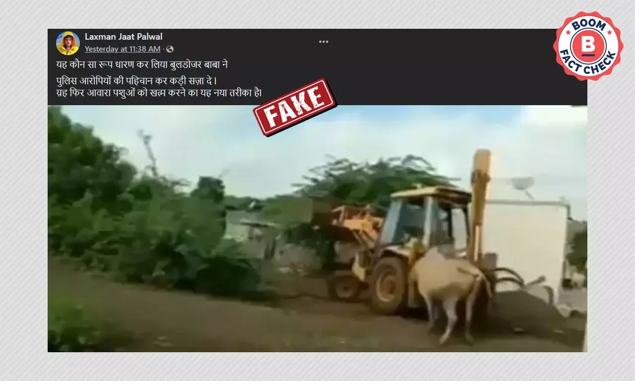 2019 Video Of Bull Being Killed By Bulldozer In Maharashtra Viral As UP