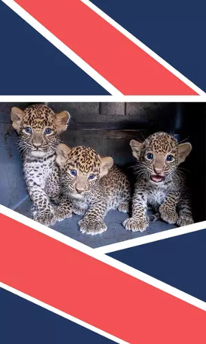 Four Leopard Cubs Reunited With Their Mother Twice Within A Few Days In Maharashtra