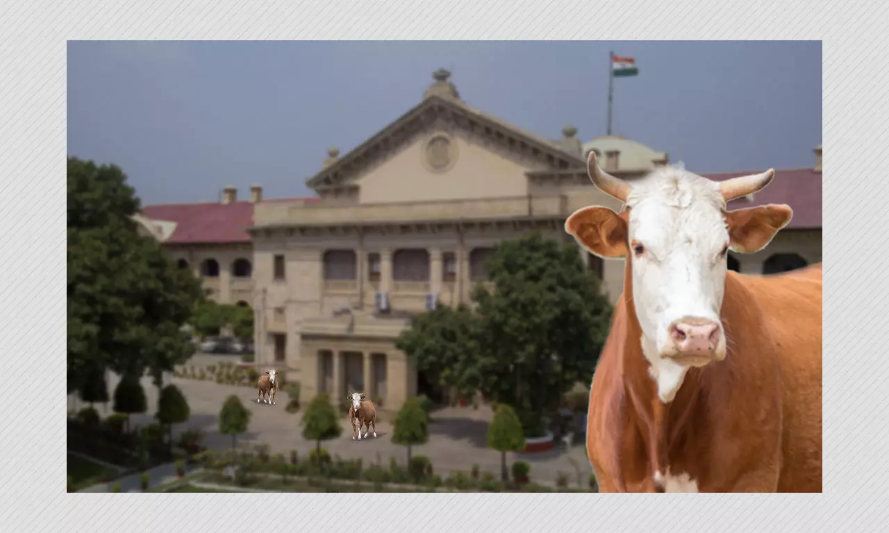 Cow Protection Fundamental Right For Hindus  Allahabad High Court
