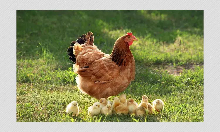 China Reports First Human Case Of H3N8 Bird Flu