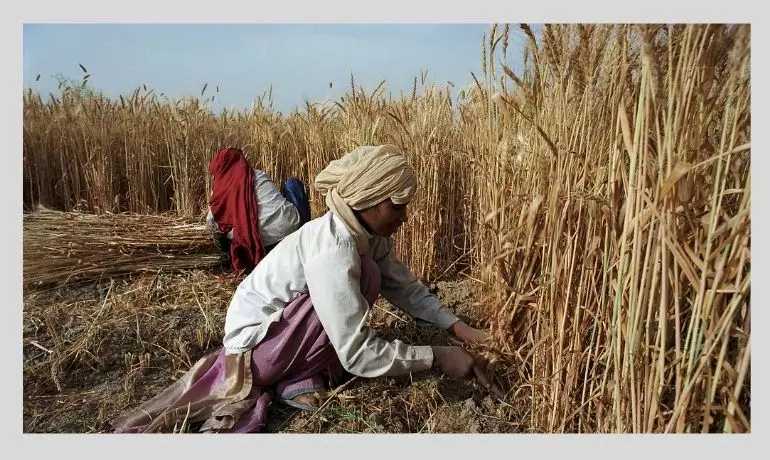 India Bans Wheat Exports With Immediate Effect In Policy U-Turn
