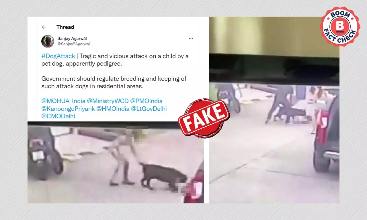 Video Of Dog Attacking A Two-Year Old In Thailand Viral As India Video Of Dog Attacking A Two-Year Old In Thailand Viral As India