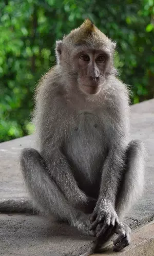 Monkeys Face Attacks In Brazil Amid Rise In Monkeypox Cases, WHO Says Dont Blame Them