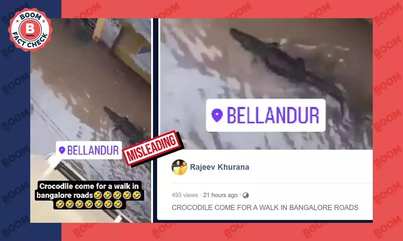 Video Of Crocodile Spotted In MP Shared As Bengaluru Video Of Crocodile Spotted In MP Shared As Bengaluru