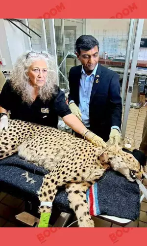Project Cheetah: All You Need To Know About The Cheetahs Released In The Wild By PM Modi