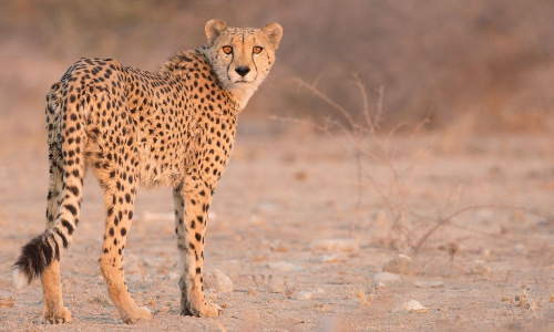 Cheetahs In India: What Is The Project And What Critics Have Said