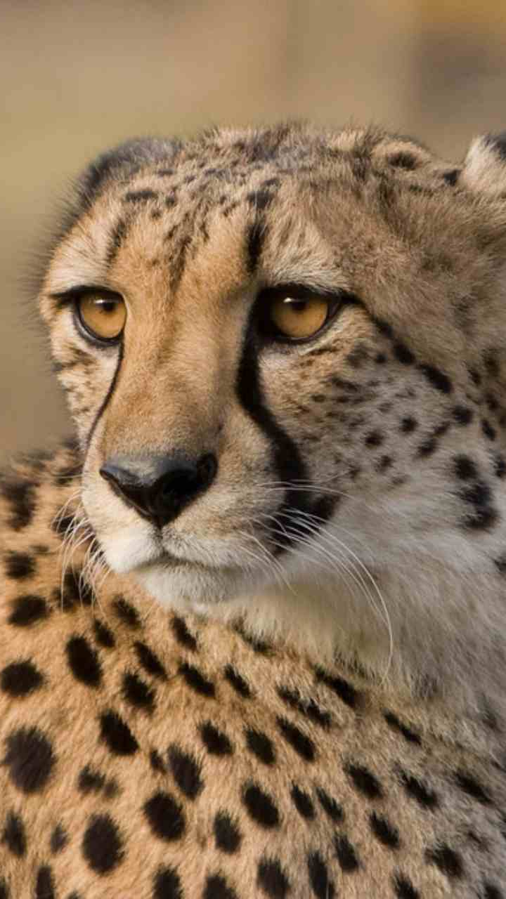 Project Cheetah: All You Need To Know About The Cheetahs Released In The  Wild By PM