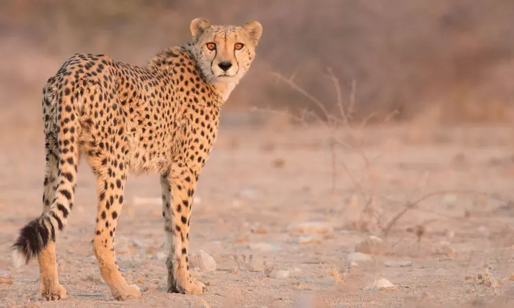 Cheetahs In India: What Is The Project And What Critics Have Said
