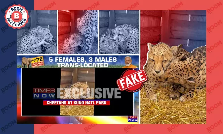 News Outlets Falsely Share Old Video Of Cheetahs From US As Kuno Ntl Park