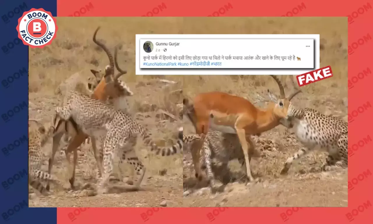Video From Kenya Shared As Cheetahs Hunting Deer In Kuno National Park