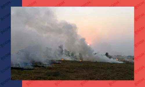 Why Is Punjabs Stubble Burning 12 Times More Than Haryanas?
