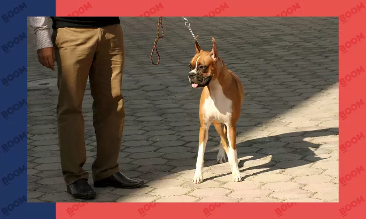 1 Family 1 Dog; Ban On 11 Dangerous Dog Breeds: Gurugram District Forum