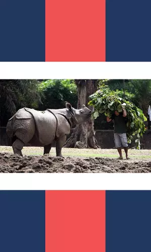 Assam CM Says Not A Single Rhino Poached In 2022