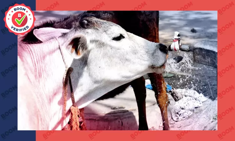 Yes, Animal Welfare Board Wants To Celebrate Feb 14 As Cow Hug Day