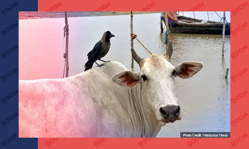 Animal Welfare Board Withdraws Appeal To Celebrate Feb 14 As Cow Hug Day