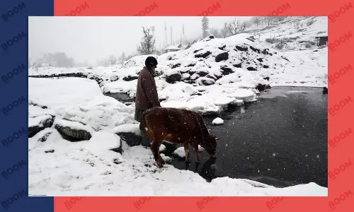 Cow Burp Tax: What Is New Zealands New Bid To Control Climate Change?