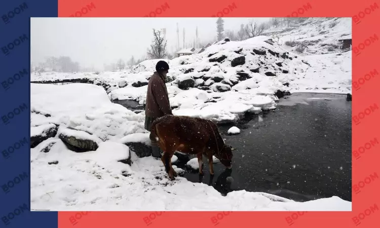 Cow Burp Tax: What Is New Zealands New Bid To Control Climate Change?