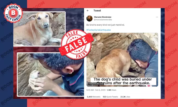 Old Video Of Puppies Being Rescued In India Shared As Turkey