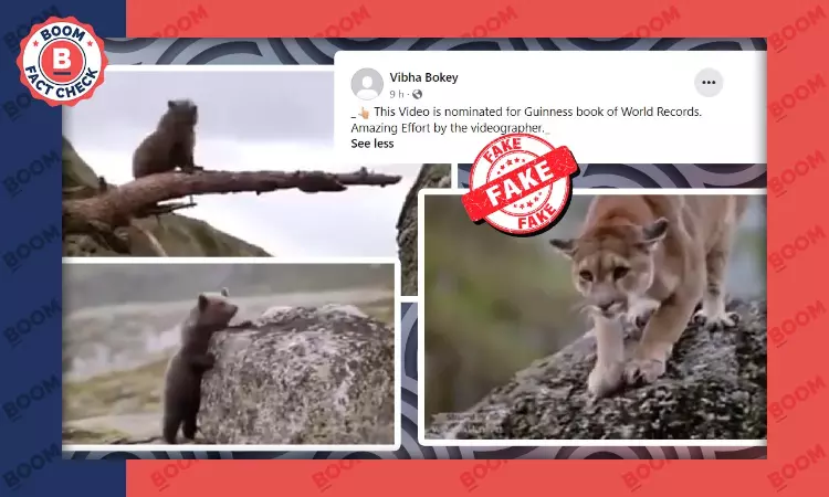 Scene From 1988 Film The Bear Falsely Shared As Guinness World Records Nominee