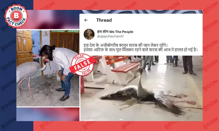 Video Of Injured Sarus In Bareilly Falsely Shared As Bird Rescued In Amethi