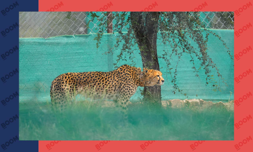 Explained: Why Are Cheetahs Not Surviving In India? Explained: Why Are Cheetahs Not Surviving In India?