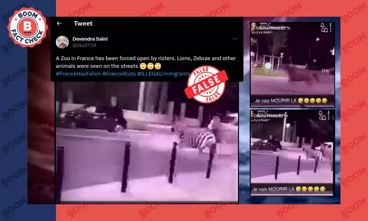 France Unrest: Old Videos Shared As Wild Animals Released By Rioters