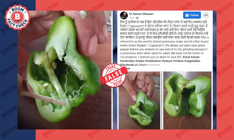 No, This Video Does Not Show A Poisonous Snake Inside Capsicum