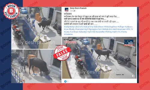Video From Chennai Of Cow Attacking A Girl Viral As Haryana