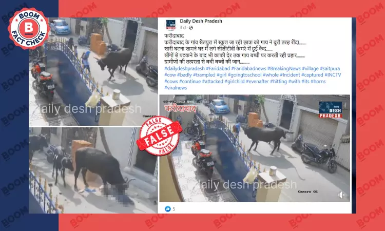 Video From Chennai Of Cow Attacking A Girl Viral As Haryana