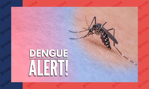 Drangonfruit To Papaya Leaves: Common Dengue Myths Debunked Drangonfruit To Papaya Leaves: Common Dengue Myths Debunked