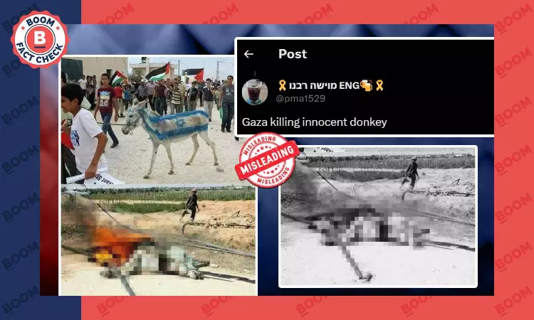 Unrelated Photos Peddled As Donkey Painted In Israeli Flag Burnt In Gaza