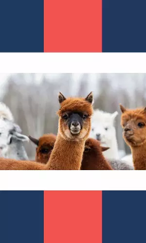 United Nations Declares 2024 As International Year of Camelids