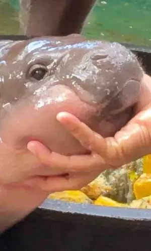 Thai Zoo Plans To Trademark Viral Baby Hippo Moo Deng To Fund Conservation Efforts
