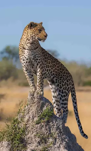 Global Wildlife Population Declines 73% in 50 Years, WWF Report Reveals