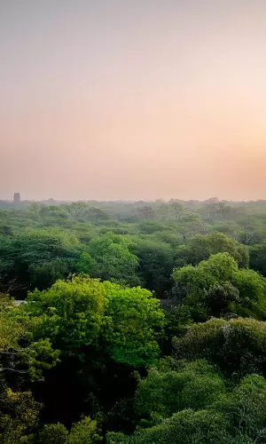 Delhi’s Forest Cover Shrinks Slightly, Still Largest Among Mega Cities: Report