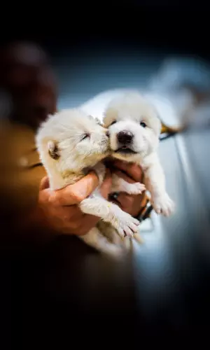 Dire Wolves Walk the Earth Again—Thanks to Gene Editing