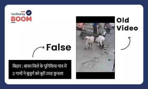 Video Of Cows Attacking Old Man In Maharashtra Viral As Bihar