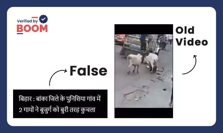 Video Of Cows Attacking Old Man In Maharashtra Viral As Bihar