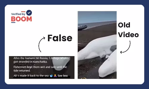 Video Of Stranded Beluga Whales Falsely Linked To Tsunami In Russia