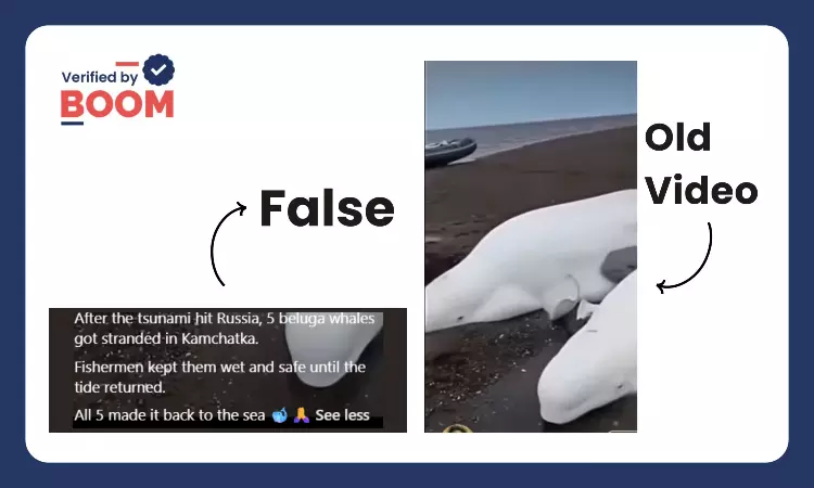Video Of Stranded Beluga Whales Falsely Linked To Tsunami In Russia