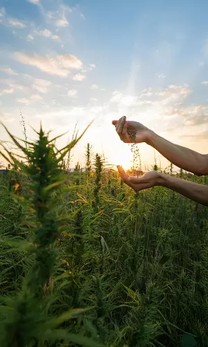 Govt Taps AI And Satellite Imaging To Tackle Illicit Drug Cultivation