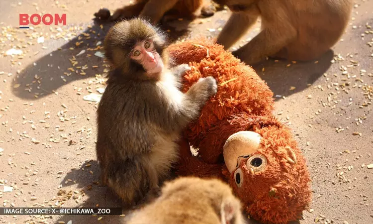 What Science Says About A Baby Monkey’s Bond With A Plush Toy ‘Mother